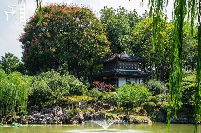 花样秦淮｜栾花绽放金秋至