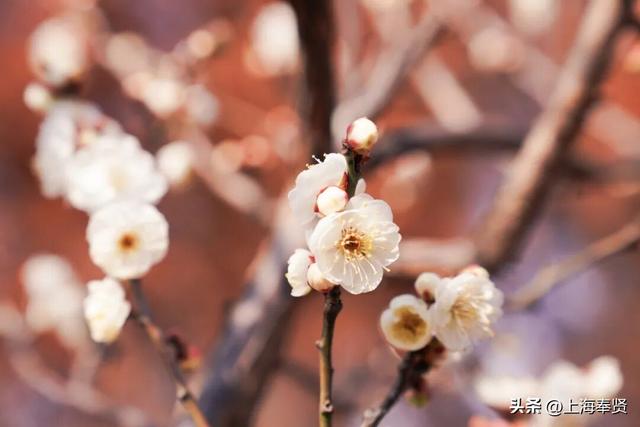 快看！奉城惊现罕见景致→