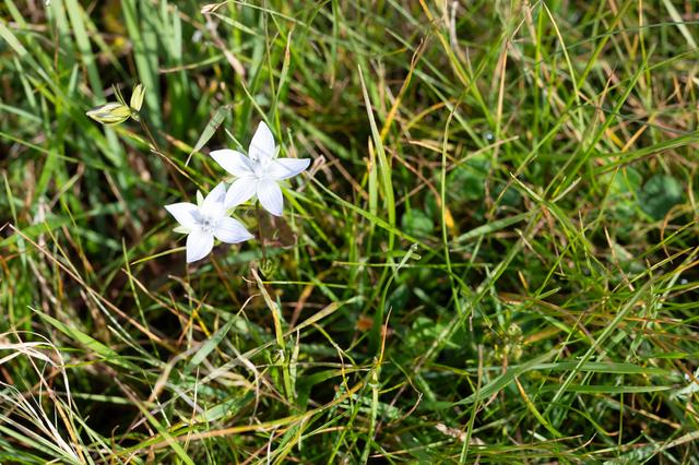 张掖山丹马场——祁连山脚下的大草原