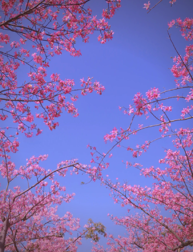 珠海市区或市区附近有什么赏秋的地方？