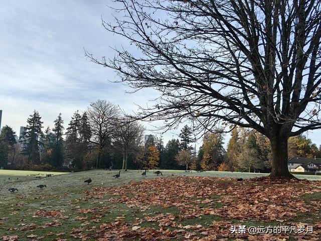 温哥华游记（四）