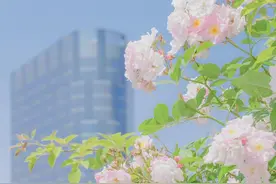 结婚第一天，公公要求儿媳妇还债17万！请问大家，这能借吗？图片