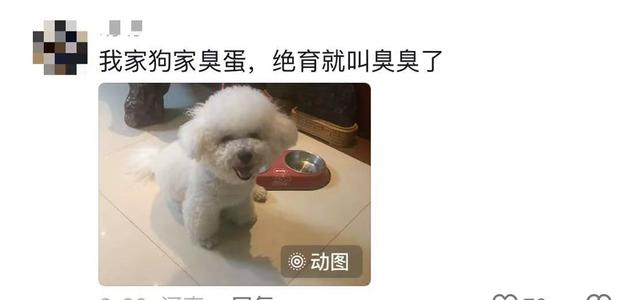 原来宠物在外都有别的名字啊！养宠物的朋友们，你们都知道吗？