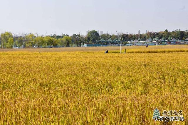 【风光】长安公园稻谷香