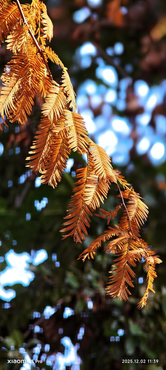 安靖蜀绣文化创意公园时下打卡好去处（手机拍一）