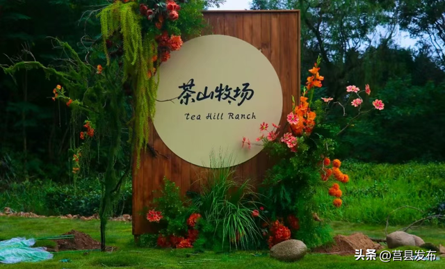 骑行茶山，拍下一整个秋天的温柔