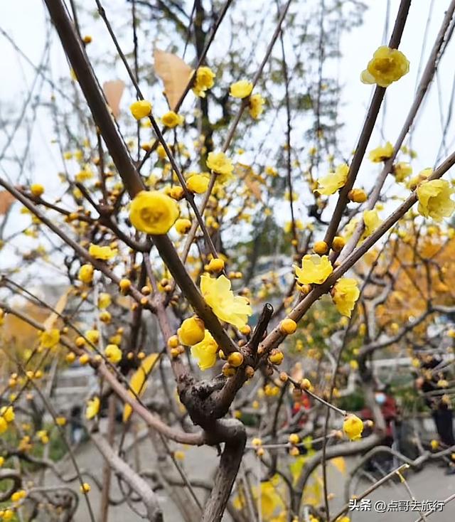 成都超大规模腊梅花，30000余株，不要门票，百年老桩更是惊艳！