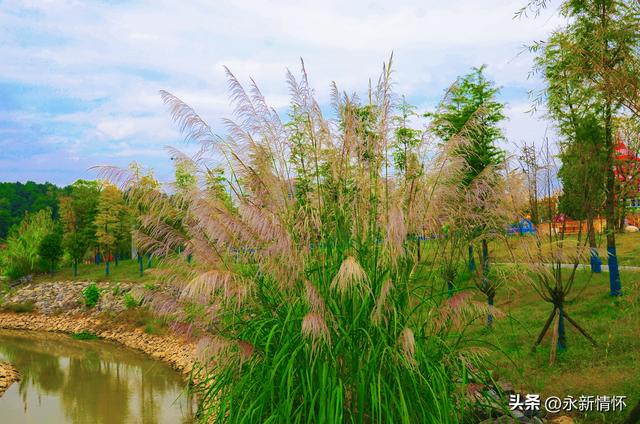 江西永新：秋日湿地 色彩斑斓