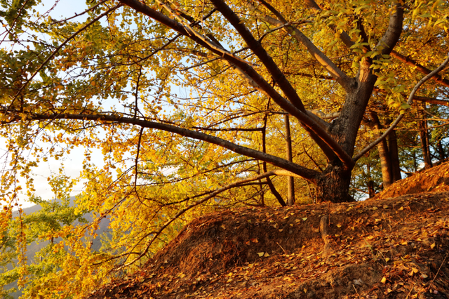 韶关坪田/九峰银杏最佳观赏期到啦！出发，拍满秋天九宫格！