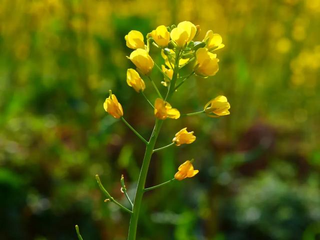 来体验，你没见过的小镇四季！