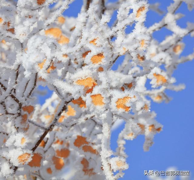 轮台胡杨林雾凇美出圈！这个冬天等你来打卡