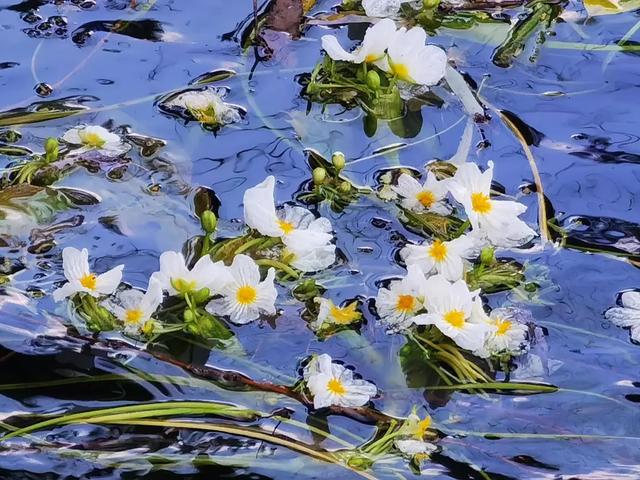 大理的冬天，竟藏着一片会开花的湖！