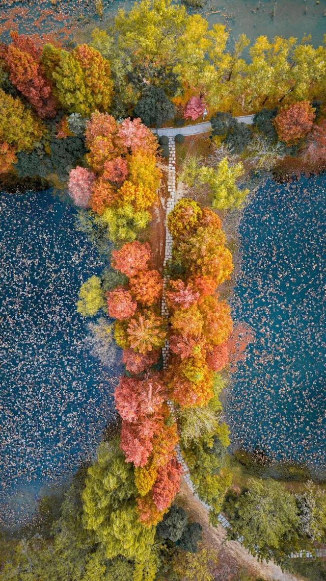 这个冬天，被山东这片红色“暖”到了！