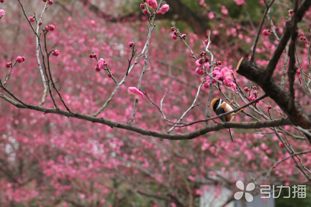 苏州环古城河健身步道梅花悄然绽放