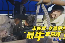 丰收季，龙兽医的“最牛早高峰”｜相对论·蹲点乡村兽医图片