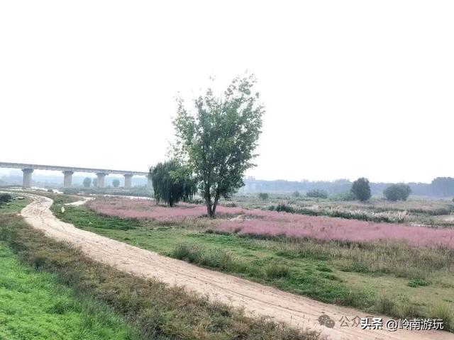 乘上地铁10号线到灞渭桥湿地公园，大片粉黛乱子草等着你打卡！