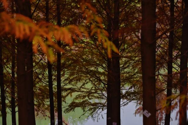 人少景美超出片！重庆这片浪漫杉林进入最佳观赏期