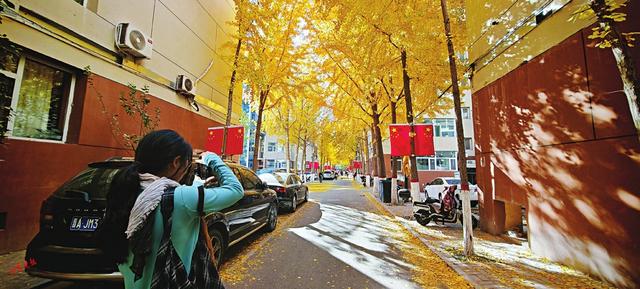 并州银杏黄 共醉一城秋