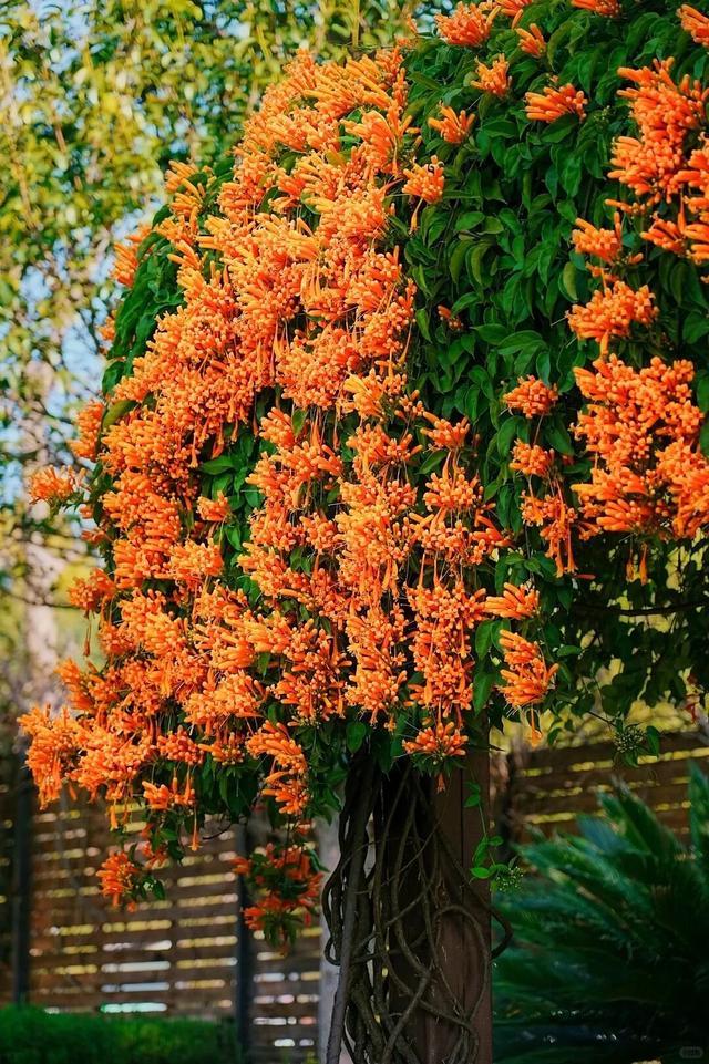 弥勒炮仗花瀑布，太出片了！多个打卡点→