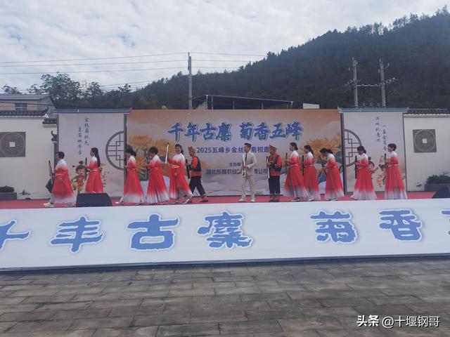 千年古麇，菊香五峰！十堰市郧阳区东峰村万亩菊花震撼盛开太美了