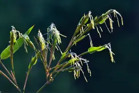 “竹子开花，马上搬家”！竹子突然开花，对人类到底意味着什么？图片