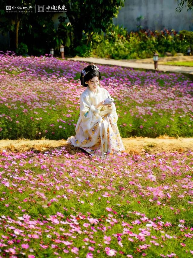 太美了！中海汤泉格桑花海盛放