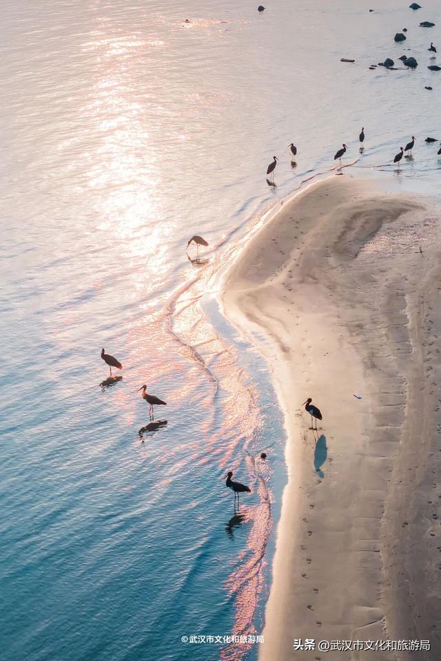 沙漠踏雪，只在武汉，最佳观赏期到了！