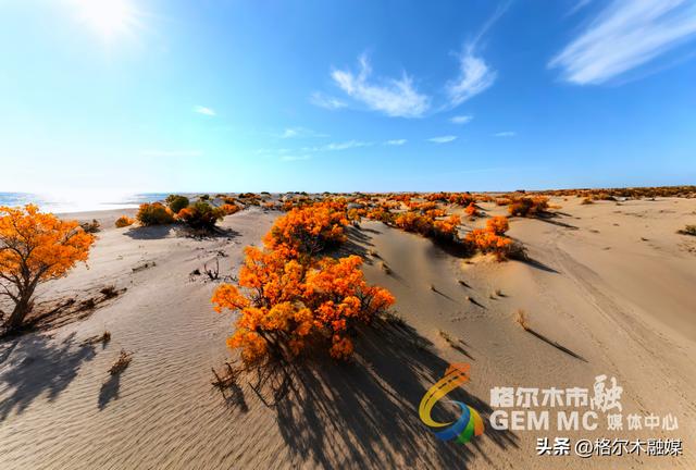 青海格尔木：戈壁流金 胡杨“盛装”迎秋