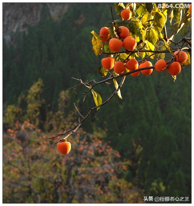 山东行游影记（193）—青州仰天山柿子沟（一）