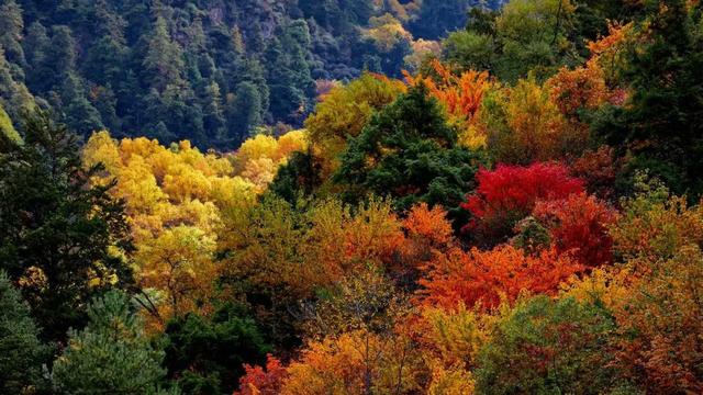 藏羌秘境焕新彩 理县邀您共赴红叶冰雪温泉之约——理县招商引资暨文旅资源推介会在蓉启幕