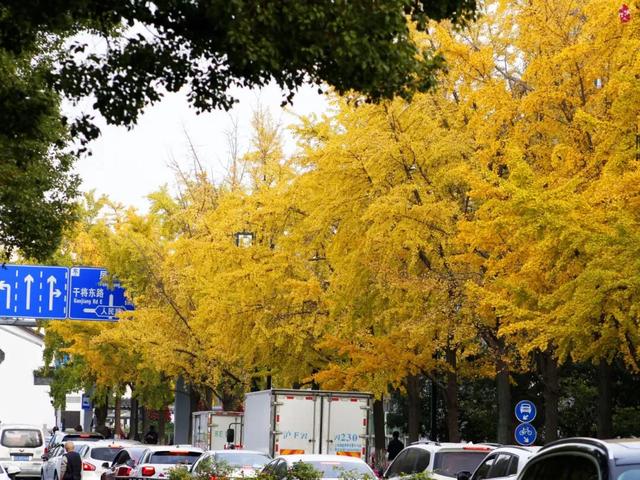 抓住秋天的尾巴!出发苏州这5个赏秋圣