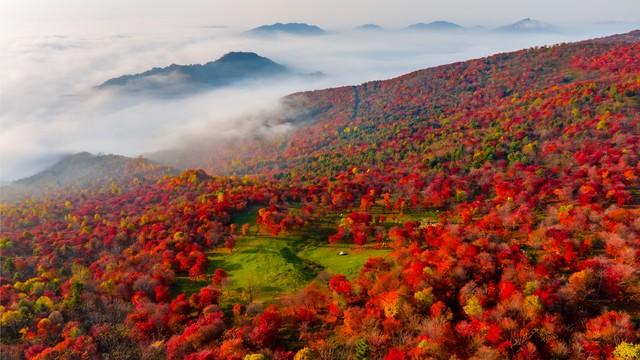 别老盯着南方枫叶乌桕，东北这地方也有你苦寻的秋色美！