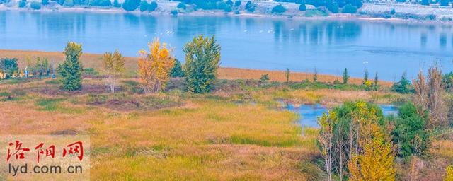 层林尽染黄河岸