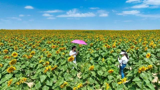 必打卡！新区向日葵花海，金色夏日的氛围感瞬间拉满