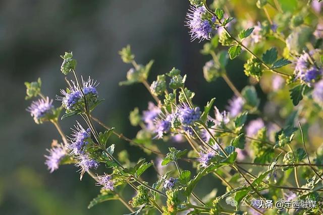 岷县：初秋时节生态十里景如画