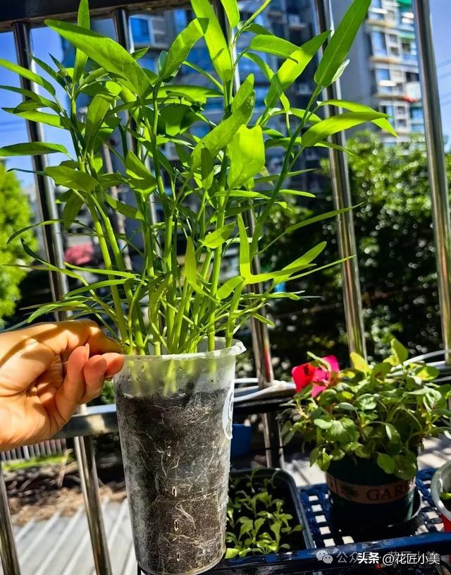 女孩在阳台上，种的白菜“25天即可采收”，网友：果然是快菜！