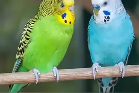 教你如何辨别虎皮鹦鹉的性别图片