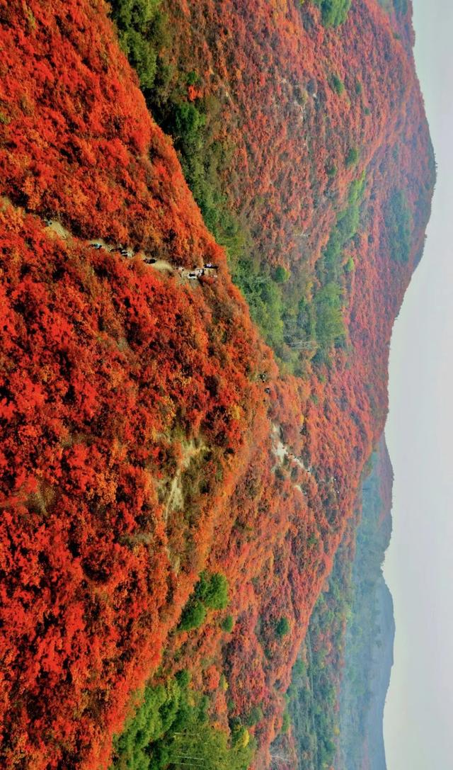 河南秋景大片，来了！（请横屏观看）