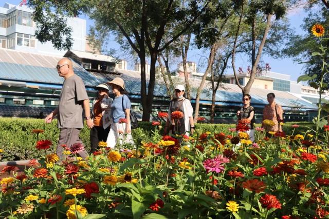 【白银文旅】百日菊盛放铜城，邂逅初秋“花”样浪漫