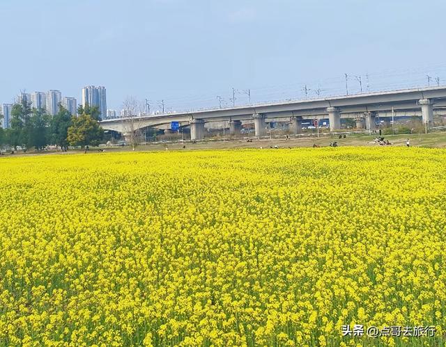 成都南三环附近最大油菜花田，天然观景台，视野非常壮观！