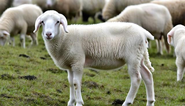 2026年对白羊座来说，是一场盛大的“好运狂欢”