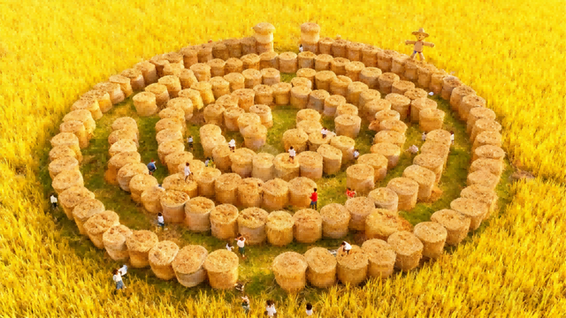 太仓顶流！稻田里的丰收狂欢，本周末必冲！