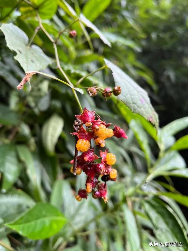 免费推荐！成都0.5h秋日免费打野攻略！摘柿子/板栗/八月瓜/野梨