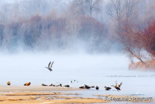 青海的冬天有多美?风裹着雪吻过河流,阳光在雪山尖写满温柔