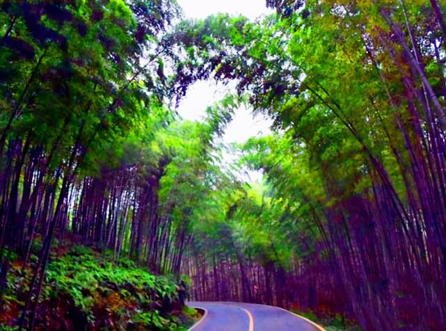四川旅游：难忘宜宾长宁蜀南竹海行（图）