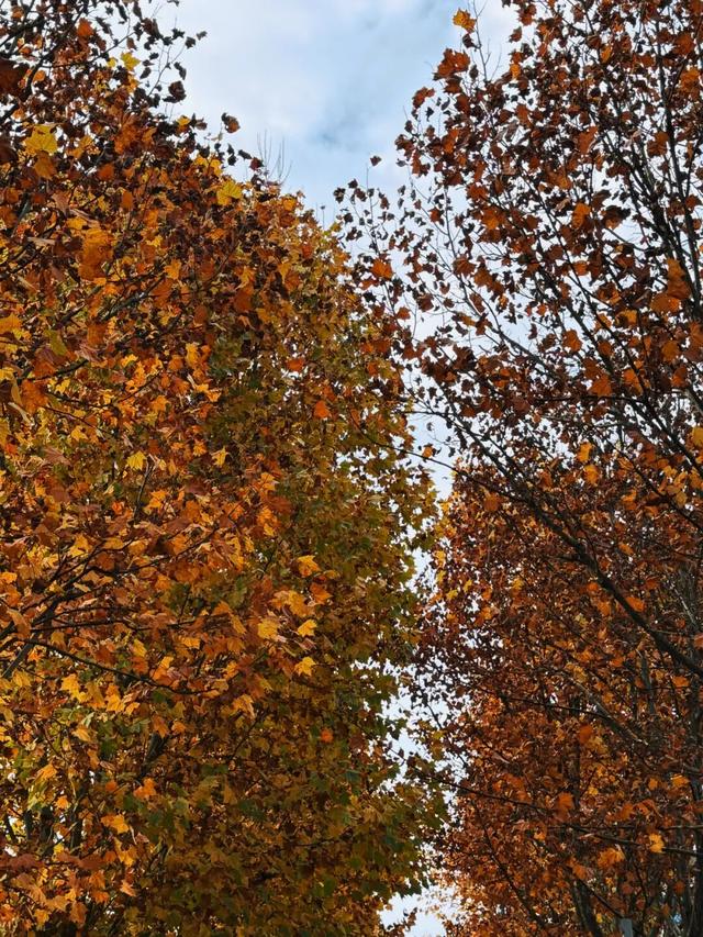 值此红黄，新蒲初冬画卷已打开！