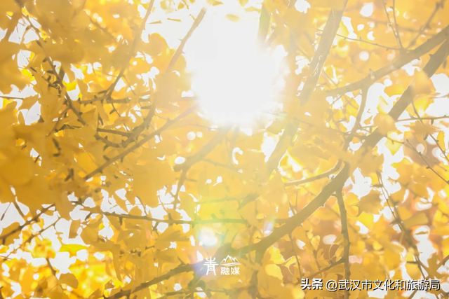 大降温后，青山最美冬景即将上线！