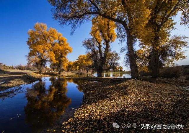 【塔里木河的记忆】塔里木河,再次唱出生命的歌(上)