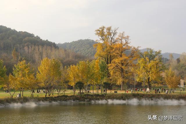 湖北随州，千年银杏谷 自然与人文的诗意交响
