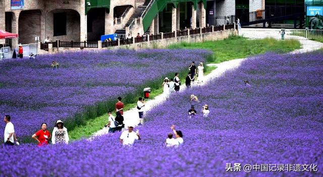 六盘水梅花山雪道秒变“紫色仙境”，避暑新顶流来袭！